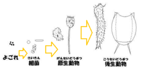 浄化槽微生物の生態系