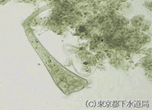 ラッパムシ
