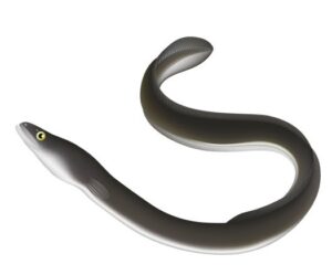 ウナギ